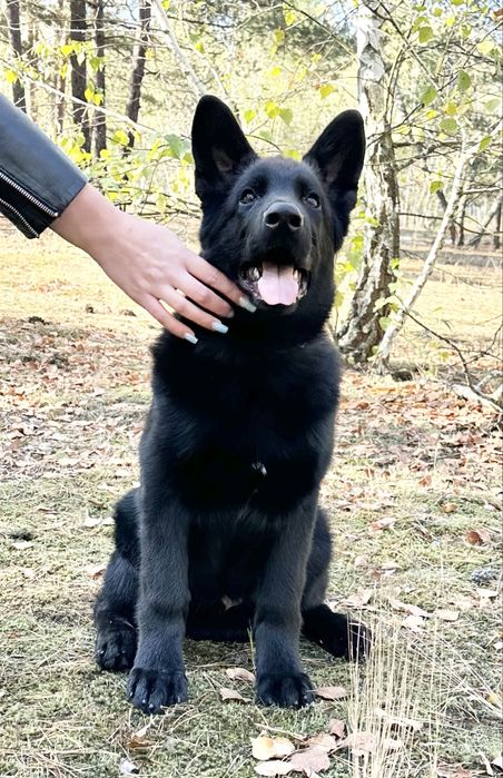 Німецька вівчарка