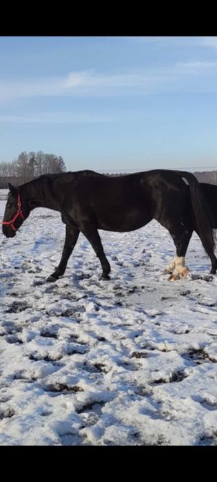 Klacz Śląska program