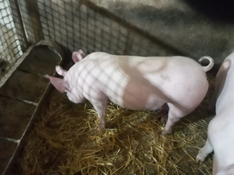 Свиноматки!Поросята на плем'я!Ремонтні льошки!