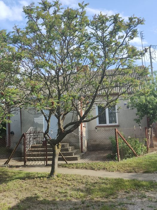Siedlisko z dużą działką – dom 80 m² + budynki gospodarcze | 31 arów