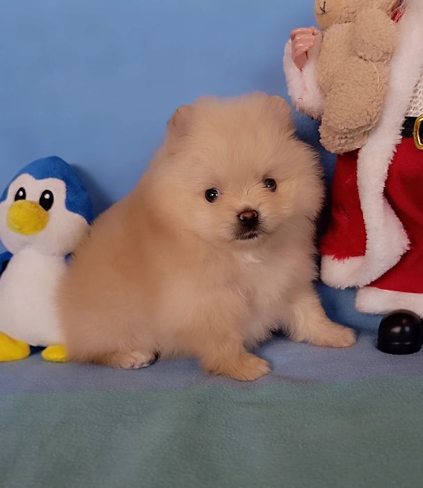 Цуценята померанський шпіц