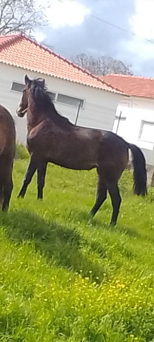 Poldra com  2 anos  com 1/70 agorrote