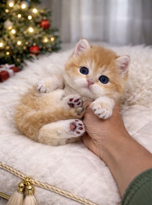 Британська золота шиншила кошенята кошеня котик