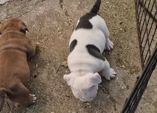 American Bully lindíssimo