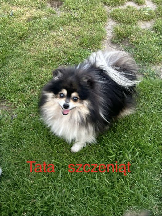 Szpic miniaturowy pomeranian pies