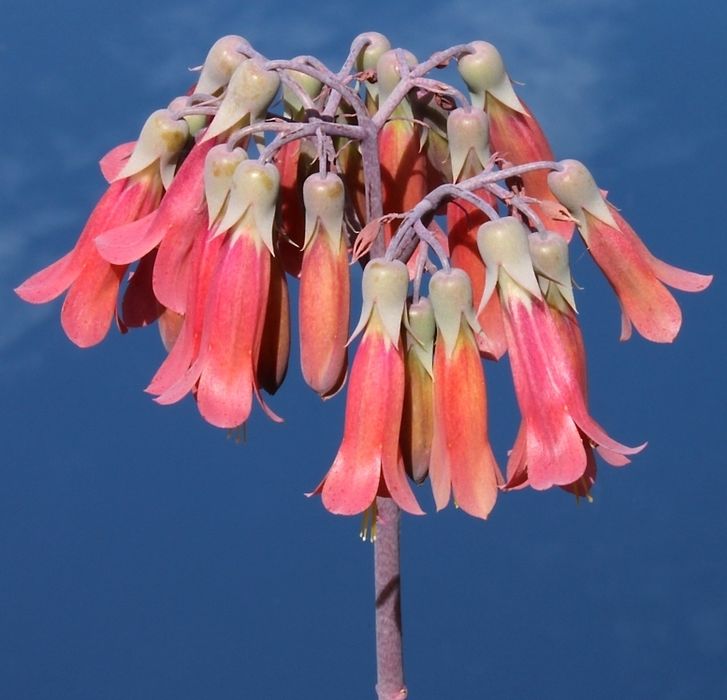 Suculenta Aranto Mae De Milhares Kalanchoe x Houghtonii Cacto Cancro