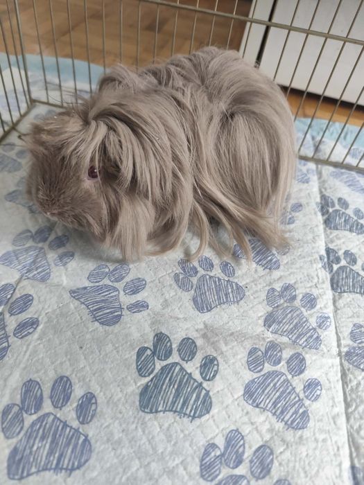 Świnka morska samiczka