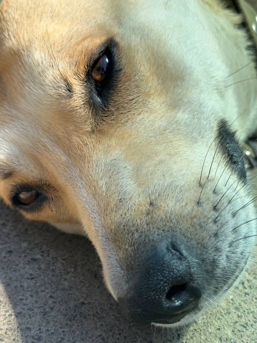 Собака Альфа ищет новый дом