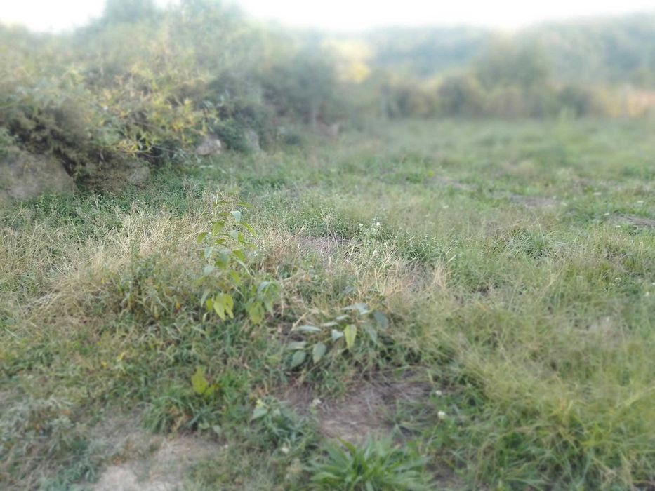 Terreno para construção ou cultivo em Castro Daire, Viseu