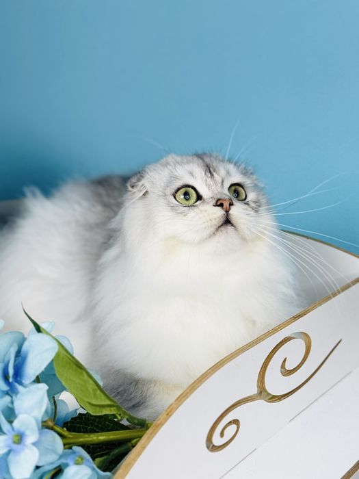 Хлопчик скотіш фолд, cрібна шиншилла