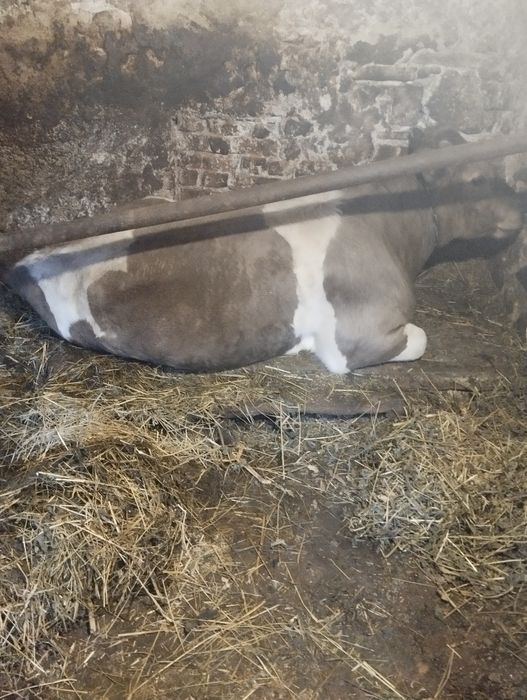 продається   бик