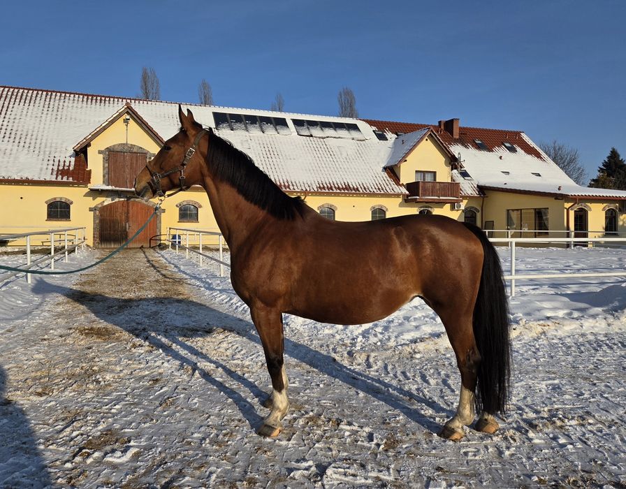 Sprzedam klacz 9 lat, hodowla lub pod siodło