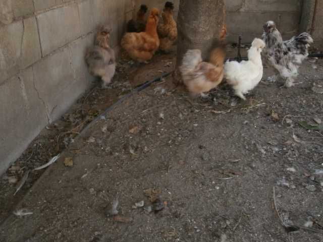 Ovos, pintos, e adultas sedosas do japão barbudas varias cores