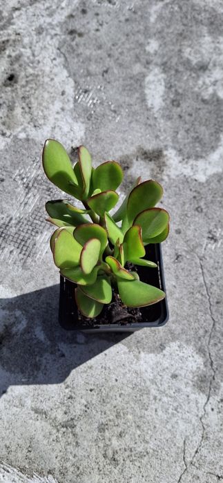 Suculentas e Cactos (variedades)