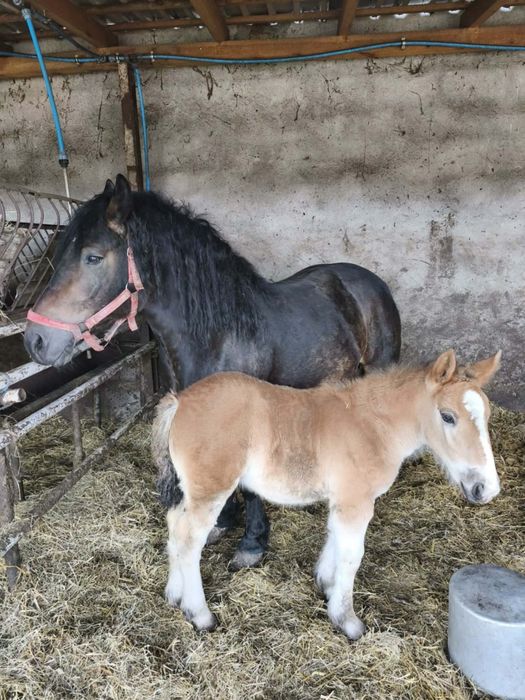 Sprzedam kobyłe z źrebakiem
