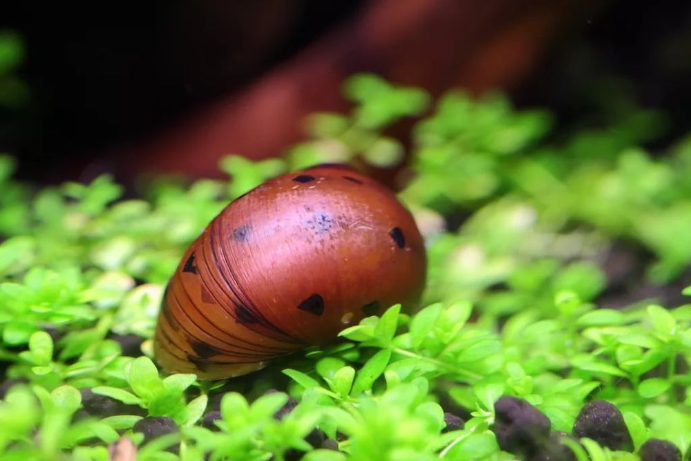 Неретина крапка слимак акваріумний