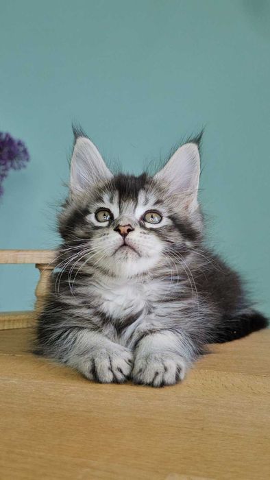 Мейн-кун дівчинка Вероніка