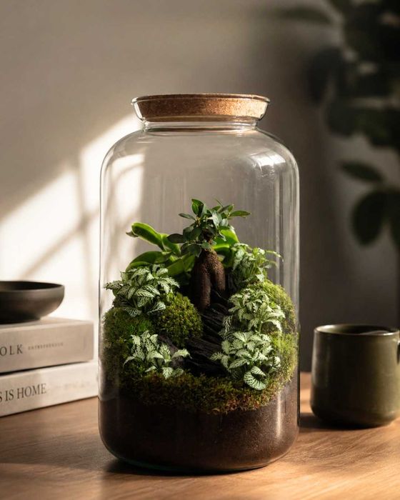 Rental of Natural Plant Terrariums