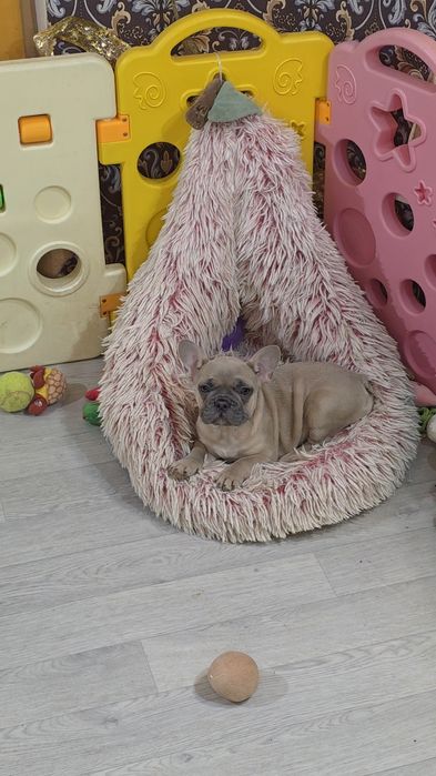 Товстопопі французи! Київ, або відправлю. Є оплата частинами