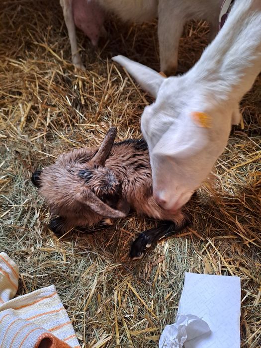 Młode kózki I  koziołki