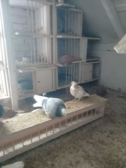 Gołębie wywrotki wschodniopruskie