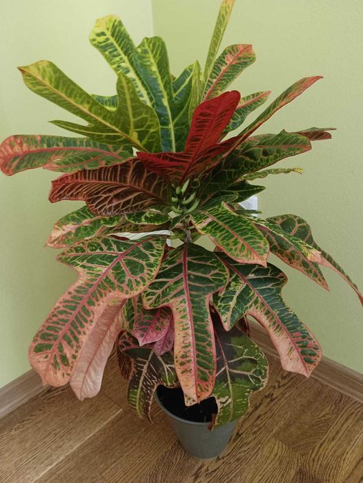 Кротон Кодіеум Екселент