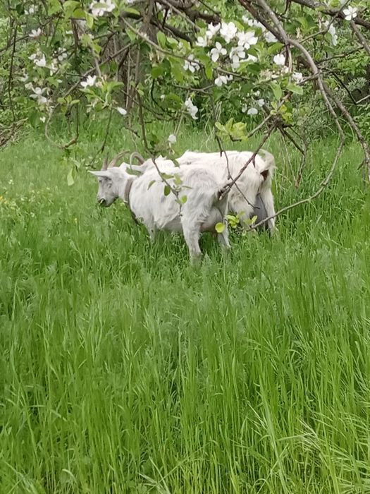 Продаються кози приїздіть вибирайте