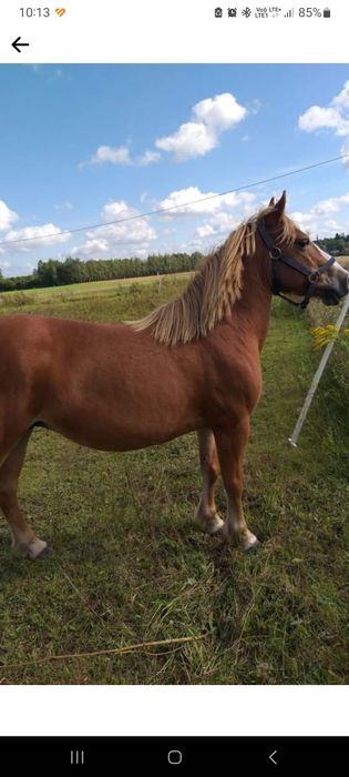 Współdzierżawa klaczy