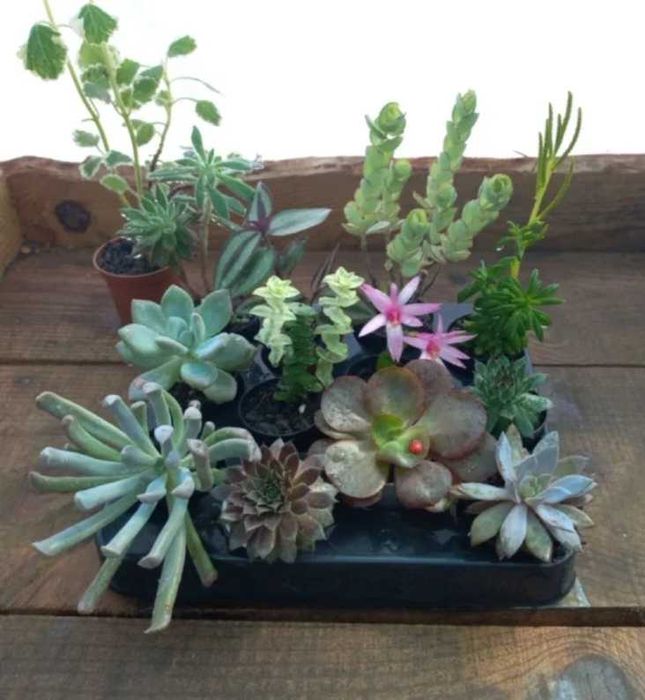 Lote 12 plantas + 1 oferta