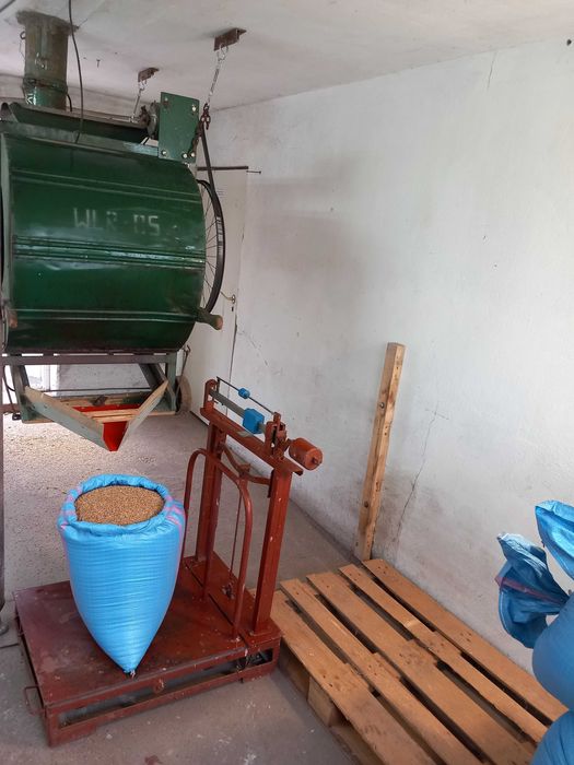 Pszenżyto Jare Mamut