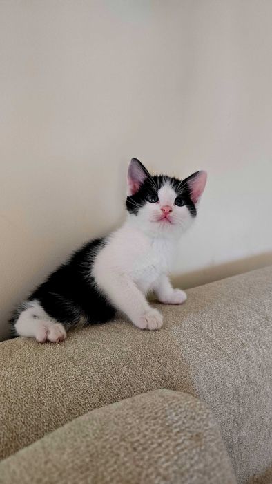 Котенята шукають дім