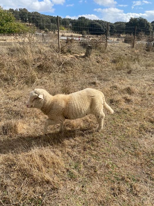 Borrego cruzado com Île de France