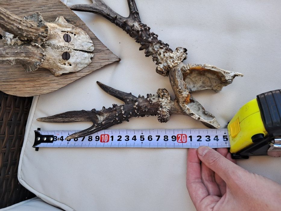 Poroże poroża 2 sztuki rogi