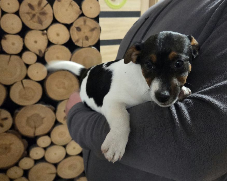 Szczeniak Jack Russel terrier