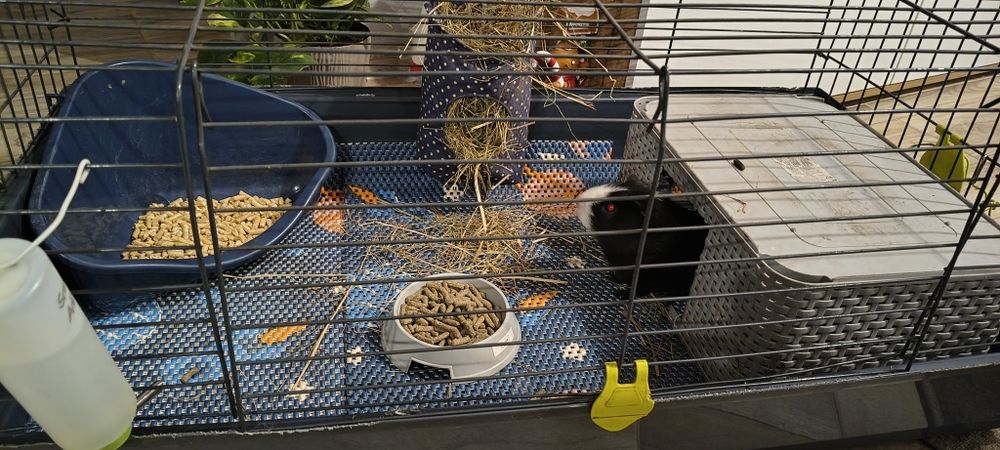 Oddam świnkę morską z klatką