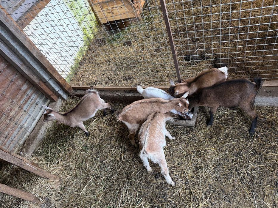 Cabras Anãs 3 meses