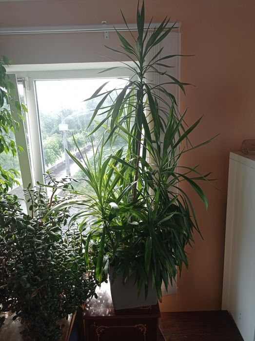 Вазони висота 2 м.