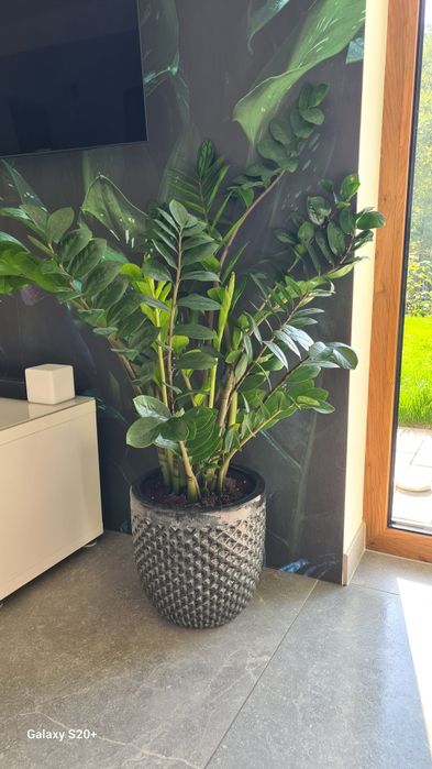 Zamiokulkas z donicą