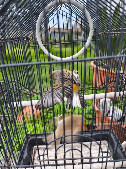 Canários Arlequim Português.
