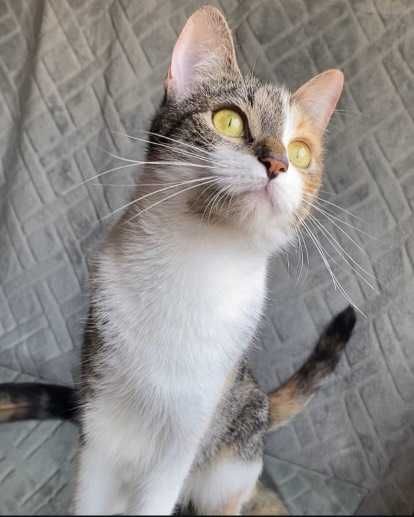 ESTERILIZADA | Gata juvenil e meiga disponível para adoção responsável