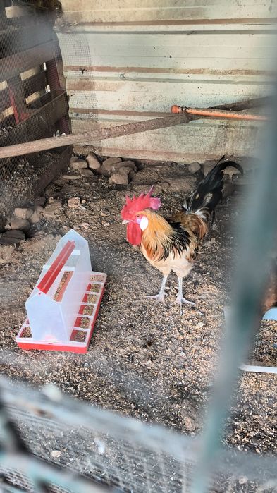 Galos e frangos nascidos e criados em casa