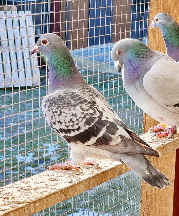 gołębie pocztowe samica 100% SG Grzeschik