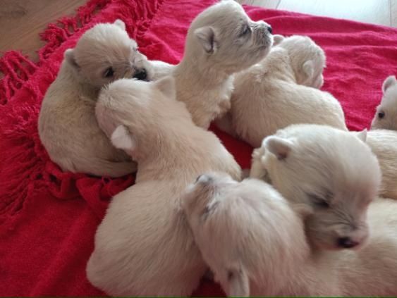West Highland White Terrier gotowe do odbioru