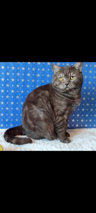 Шотландский прямоухий котик.