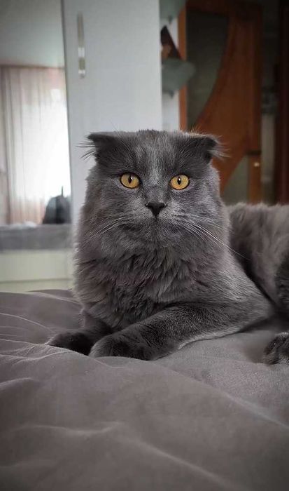 Шукаємо кицю на злучку