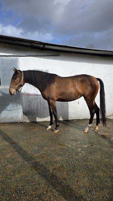 Poldra 3 anos cruzada