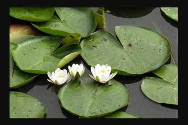 Plantas Aquáticas – Nenúfares Flor Branca a Preço Especial (5€)