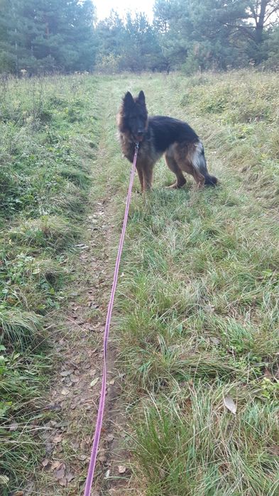 Śliczny  młody owczarek niemiecki Gorzo do adopcji że schroniska.