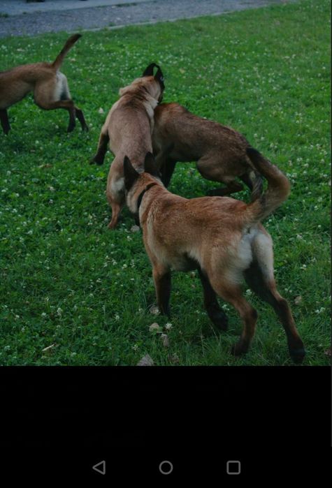 Малінуа 7 місяців Навчені Терміновий Продаж ТОРГ!!!