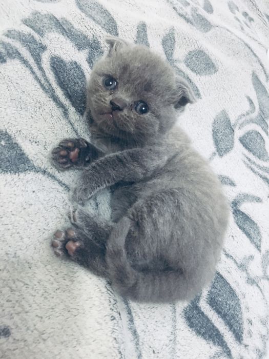 Шотландські кошенята/Шотландські котята/котики/ Scottishfold/straight